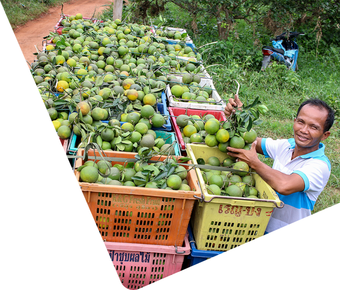 asian farmer with citrus fruits